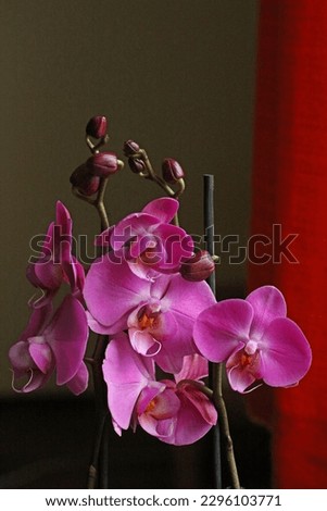 Purple beautiful orchid flower blossoming close up background botanical high quality big size instant print