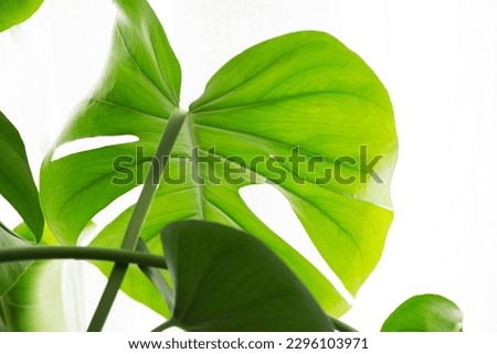 Monstera deliciosa or Swiss cheese plant on a white background. Hipster Empty white wall and copy space. Close up of leaf, green leaf, leaf veins