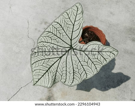Natural green leaf pictures, A classic caladium with snow-white, heart-shaped leaves and dark green veins plant growing in the pot,Queen of the Leafy or heart of the Jesus in the garden plant.