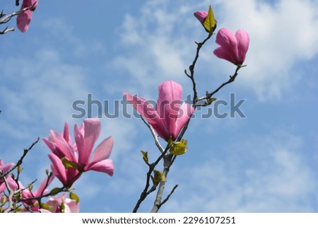 Bright large pink, pale pink buds of a blooming magnolia against the background of a blue sky in the park area of the city of Dnipro, a country in Ukraine.