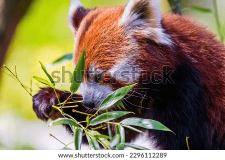 Red panda - Ailurus Fulgens - portrait. Cute animal at zoo