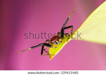 Spider resting on green leaf 