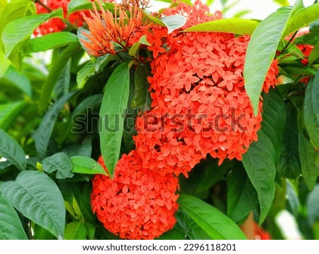 Beautiful Bouquet Of Red Color Flower Background. 