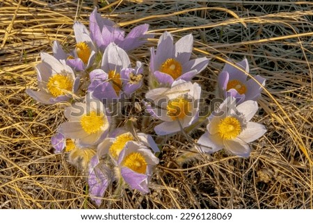Top view of several Pulsatilla patens a species of flowering plant in the family Ranunculaceae or also call Eastern pasqueflower and cutleaf anemone. Concept: Early Spring