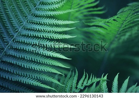 Plants and flowers macro. Detail petals and leaves at sunset. Natural nature background. Royalty-Free Stock Photo #2296130143