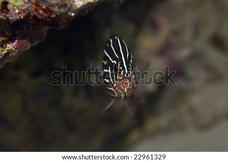 sixstriped soapfish (grammistes sexlineatus)