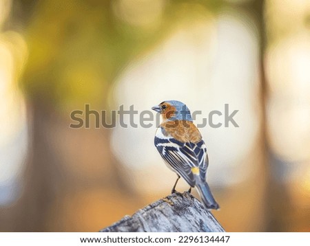 Common chaffinch sits on a tree. Beautiful songbird Common chaffinch in wildlife. The common chaffinch or simply the chaffinch, latin name Fringilla coelebs. Royalty-Free Stock Photo #2296134447