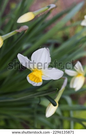 Beautiful bouquet narcissus grows in the Kharkov yard