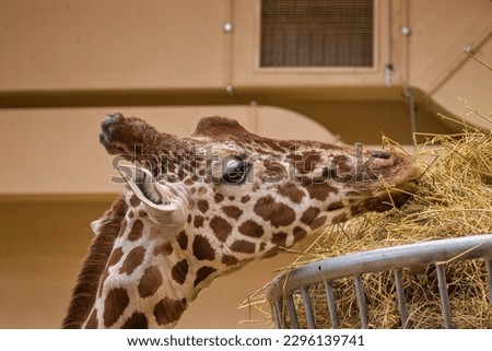Rothschild's giraffe eating a hay, Giraffa camelopardalis rothschildi 