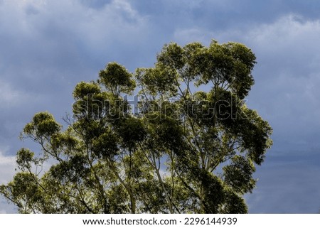 Storm clouds with gum tree in foreground Royalty-Free Stock Photo #2296144939