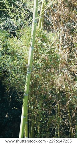 Bamboo tree growing in the forest. Texture bamboo trunk. 
