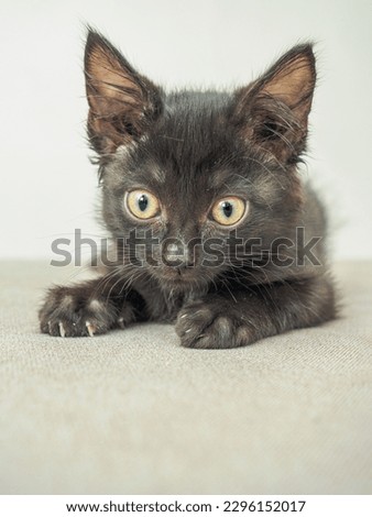 Small black kitten lying on a gray background and looking at a camera. Close-up