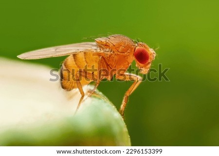 Tropical Fruit Fly Drosophila Diptera Parasite Insect Pest on Vegetable Macro Royalty-Free Stock Photo #2296153399