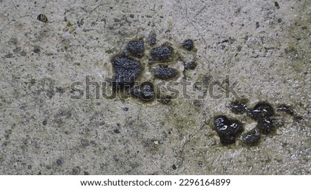 Cute dog and cat footprints in floor