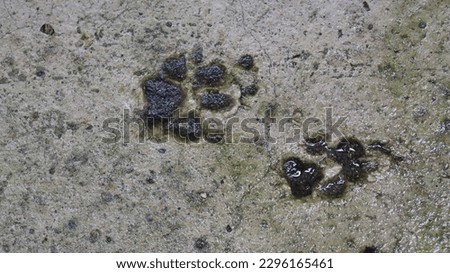 Cute dog and cat footprints in floor