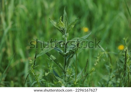 Green grass, plants and flowers on a summer sunny day