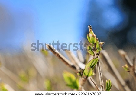 Young leaves, buds of trees and shrubs, green twig