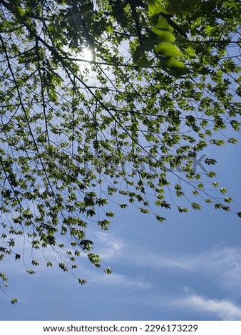 trees that have small leaves are very beautiful when viewed from below