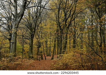 Colorful forest in  autumn with leafs