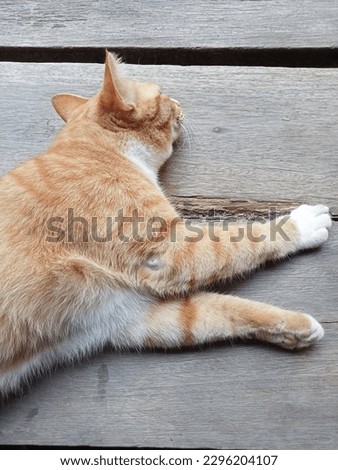 One small orange cat sleeping on wooden floor  for background