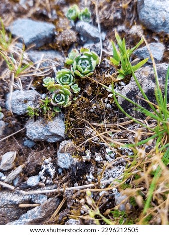 A small succulent plant between the rocks Royalty-Free Stock Photo #2296212505
