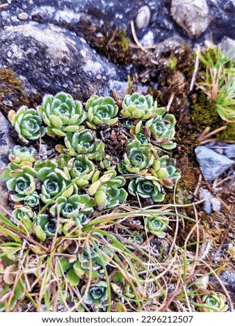 A small succulent plant between the rocks Royalty-Free Stock Photo #2296212507