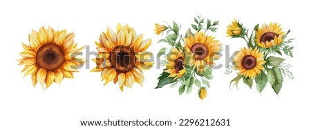 Sunflower watercolor set isolated on white background. Summer yellow blossom flowers collection. Vector illustration