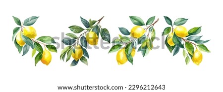 Lemon fruit watercolor isolated on white background. Set of organic yellow lime, natural summer fruit. Vector illustration Royalty-Free Stock Photo #2296212643