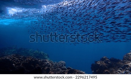 Underwater photo of school of small fish over the reef in beautiful light