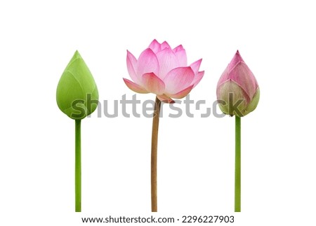 lotus buds and blooming lotus isolated on white background  Royalty-Free Stock Photo #2296227903