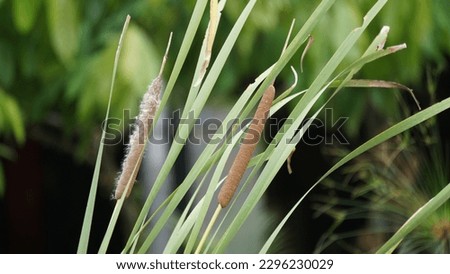 Typha angustifolia L. (lesser bulrush, narrowleaf cattail, lesser reedmace). This plant is a perennial herbaceous plant of the genus Typha Royalty-Free Stock Photo #2296230029
