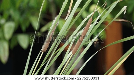 Typha angustifolia L. (lesser bulrush, narrowleaf cattail, lesser reedmace). This plant is a perennial herbaceous plant of the genus Typha Royalty-Free Stock Photo #2296230031