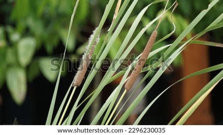 Typha angustifolia L. (lesser bulrush, narrowleaf cattail, lesser reedmace). This plant is a perennial herbaceous plant of the genus Typha Royalty-Free Stock Photo #2296230035