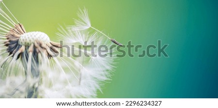 Beauty in nature. Fantasy closeup of dandelion, soft morning sunlight, pastel colors. Peaceful bright blue green blurred lush foliage, dandelion seeds. Macro spring nature, amazing natural flora Royalty-Free Stock Photo #2296234327