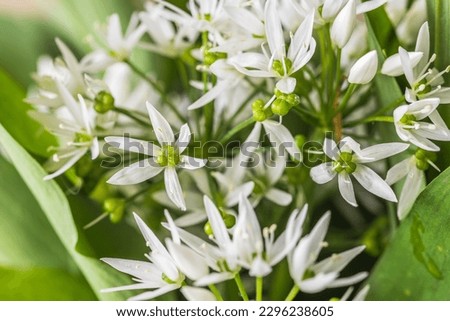Wild garlic blossoms and leaves