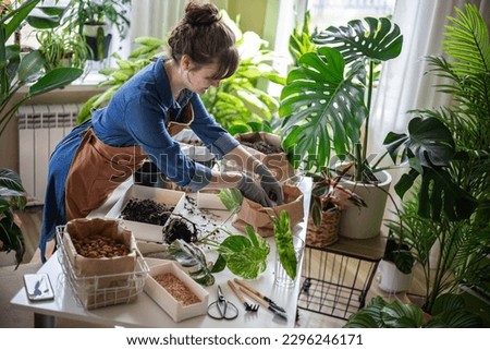 Woman transplant variegated monstera at home garden use drainage granule soil ground on table at room windows. Female gardener growing and care trendy houseplant organic unusual tropical potted plant Royalty-Free Stock Photo #2296246171