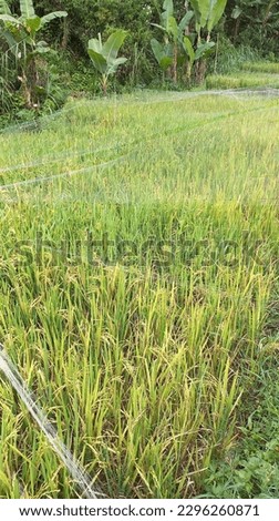 This is a picture of rice plants in paddy fields which are attached to nets. Use of nets in rice plants to reduce the risk of bird pest attacks