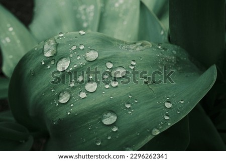 Large beautiful drops of transparent rain water on a green leaf macro. Beautiful leaf texture in nature. Natural background. High quality photo