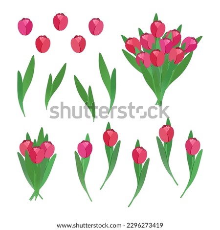 Set of pink tulips. Bouquets, flower buds, green leaves. Freshly cut flowers. Spring symbol. Floral clip art isolated on white background. Vector illustration