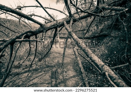 Nature's Obstacle Course: Fallen Trees on the Hiking Trail