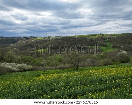 canola fields in eifel germany and pyrmont castle