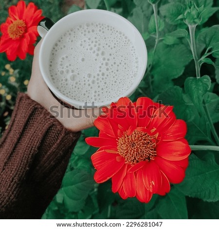 Sun flower in garden. Hot milk is good idea to good morning