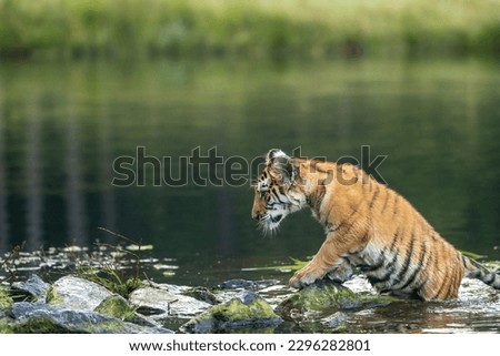 Bengal tiger cub is posing with half of his body in the lake Horizontally.