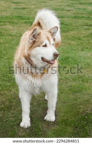 Red, ginger alaskan malamute standing dog on green grass Royalty-Free Stock Photo #2296284811