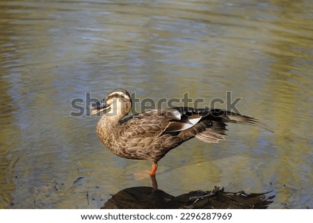 Beautiful wild duck at pond water in the outside