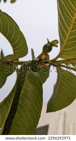 Picture of growing guava fruit and guava bud with leaves 