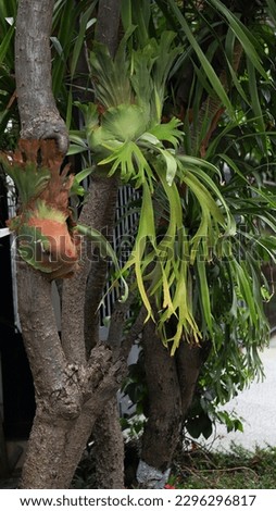 Staghorn fern growing by attached on tree trunk in front of house fence 