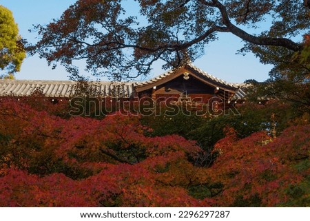 View of japanese maple trees and autumn foliage spectacular scenery of Tofukuji Temple