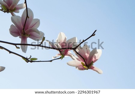 Magnolia blooming in the spring - seen upwards against blue sky 