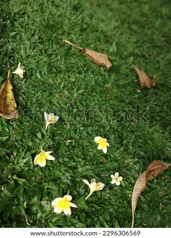 frangipani flowers fall with leaves on the green grass